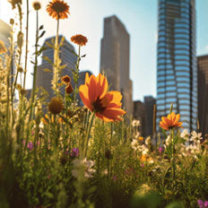 A City Renewed: SymSyn's Impact