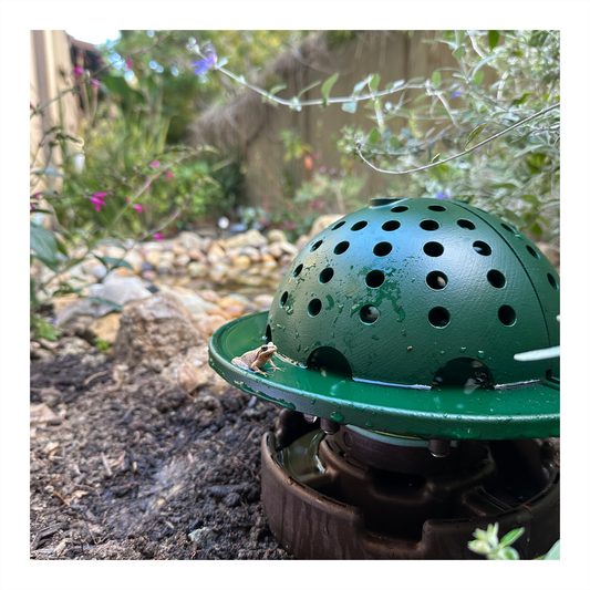 The Essentials Frog Fortress: Ground Version