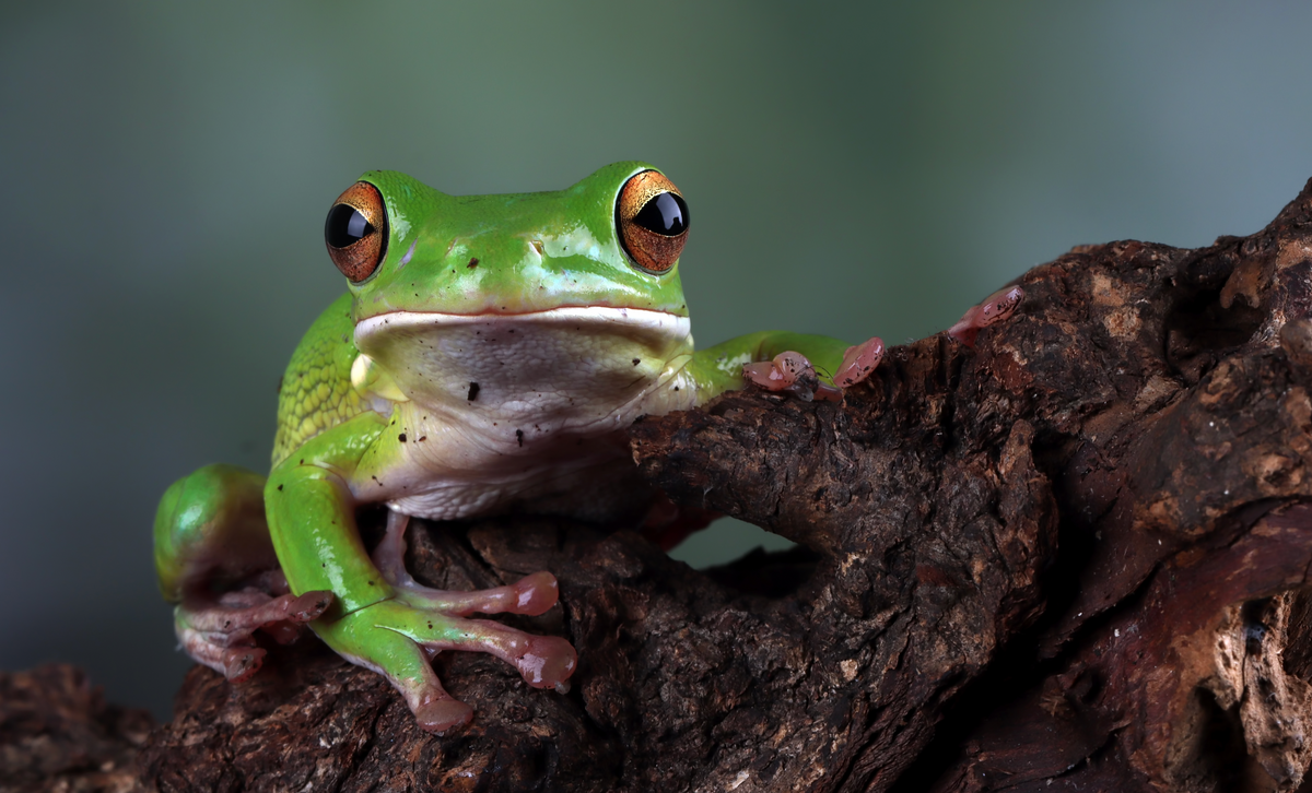 How To Attract Frogs – Froggy Forts